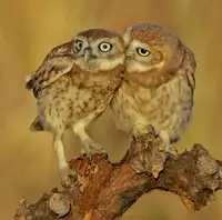 Manusevich, David: Three eyes