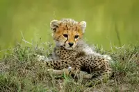 Roshkumar: Cute Cheetah Cub...