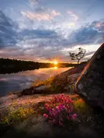 Lindsten, Christian: Flowers in sunset