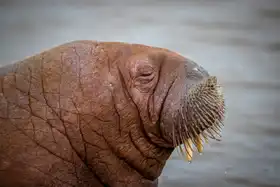 Sørensen, Jørgen: Odobenus rosmarus (Walrus ...in Danish : Hvalros )