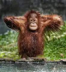Said, Satria Asa: Young Orangutan