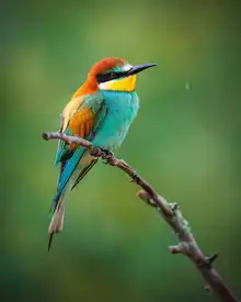 Rozehnal, Jan: The European bee-eater (Merops apiaster)