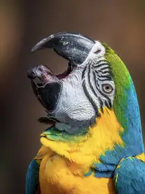 Elkahlawi, Ahmed: Macaw’s tongue