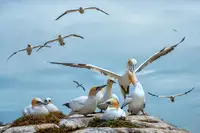 Pino, Emilio: Northern gannets