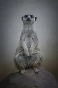 Guillemot, Mathilde: Suricata suricatta - Sentinel of the Desert