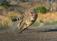 Huang, Johnson: Cheetah