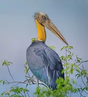 Ghosh, Indranil: Lesser Adjutant