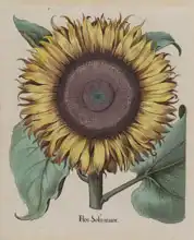 Unknown: Sunflowers (Flos Solis Maior)