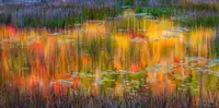 Golub, Robert: Autumn Reflections