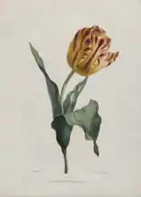 Bartholomew, Valentine: Tulip