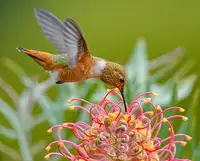 Huang, Xiaojian: Hummingbird and Grevillea Flower