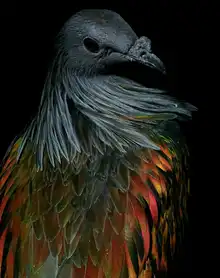 Lesica, Ivan: Nicobar Pigeon
