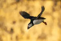 Dolfing, Jan: Puffin in flight
