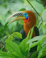 Ghosh, Indranil: Rufous-Necked Hornbill