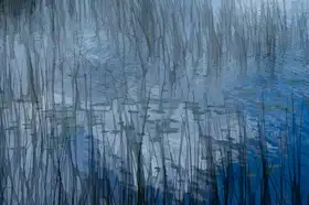 Bouhuijzen, Ina: Abstract riet