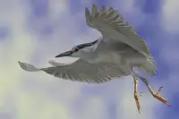 ELghazzawy, Eman Dr.: Night Heron Dance