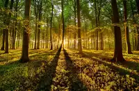 keller: Forrest light