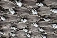 Resch, Iris: fish