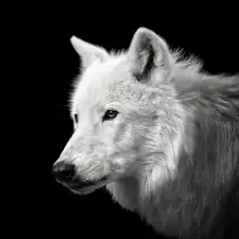Meermann, Christian: White Wolf #2