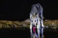 Manusevich, David: Desert wolf