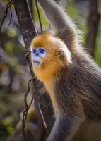 Liu, Ren Raymond: A Cute Little Golden Monkey