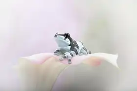 Lester, D Linda: Miss Ellie Mae the Amazon Milk Frog