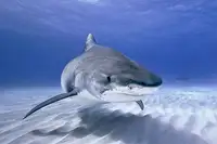 Melesan, Serge: Tiger shark portrait