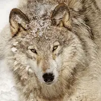 Gagnon, Lucie: Timber Wolf