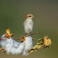 Procaccia, Itamar: Sentinel in the Cotton Field