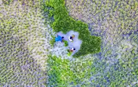 Nasim, Rahman Mostafijur: Farming