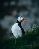 Souhuwat, Leroy: The Atlantic Puffin II