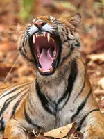 Sethi, Sumangal: The Yawning Tiger