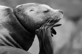 Prasad, Som: The Wise Old Man