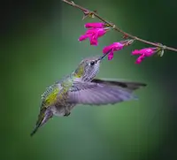 Huang, Xiaojian: Beak and Magenta Lips