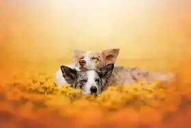 Shandor, Ve:  Dandelion dream