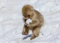Liu, Ren Raymond: The Little Japanese Macaques Playing with Snowball