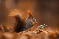 Rozehnal, Jan: The red squirrel (Sciurus vulgaris)