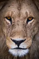 Alk, Jonathan: Portrait of the King