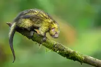 Zygmunt, Milan: Mexican hairy dwarf porcupine