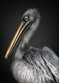 Buye, Pascual Santiago: Pelican portrait