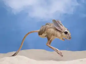Setiadi, Ajar: jumping jerboa
