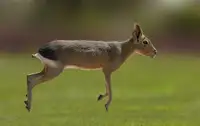 Ismail, Mohamed: Patagonian mara