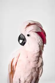 Pienaar, Kathrin: Pink Cockatoo