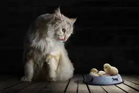 Egger, Marcel: CatDinner
