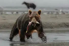 Prasad, Som: Bear Feast