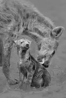Chen, Hong: Hyena and her cub