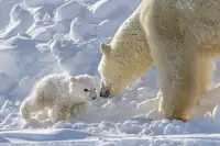 Tsui, Hung: playful polar bear cub