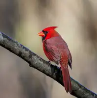 Haddix, Steven: Cardinal