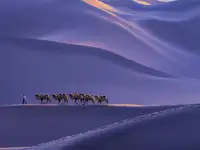 蔡宁: 沙漠驼铃