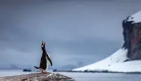 Lin, Ning: Penguin Calling
